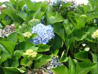 Hydrangea macrophylla 'Tosca'