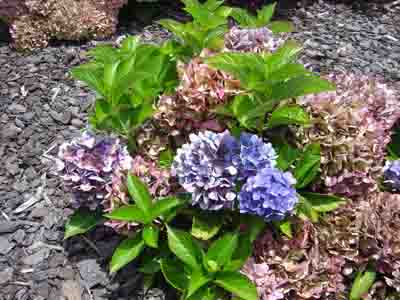 Hydrangea macrophylla 'Voster Fruhrot'  02