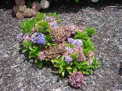 Hydrangea macrophylla 'Voster Fruhrot'
