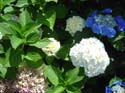 hydrangea