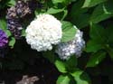 hydrangea