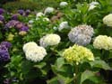 hydrangea