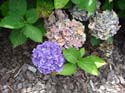 hydrangea