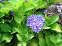 hydrangea