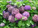hydrangea