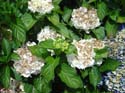 hydrangea