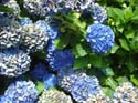 hydrangea