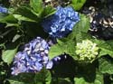 hydrangea