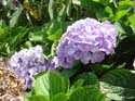 hydrangea