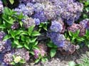 hydrangea