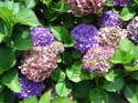 hydrangea