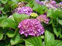 hydrangea