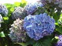 hydrangea