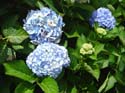 hydrangea