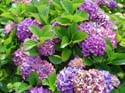 hydrangea