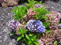 hydrangea