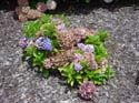 hydrangea