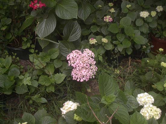 macrophylla