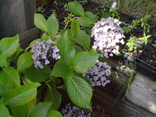 macrophylla