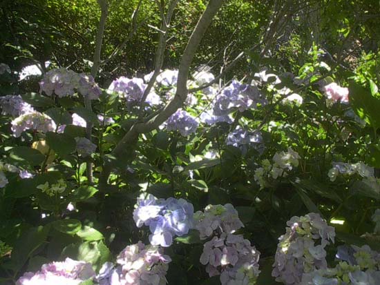 macrophylla