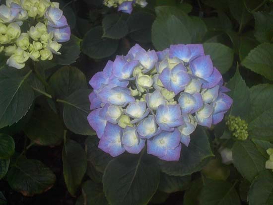 macrophylla