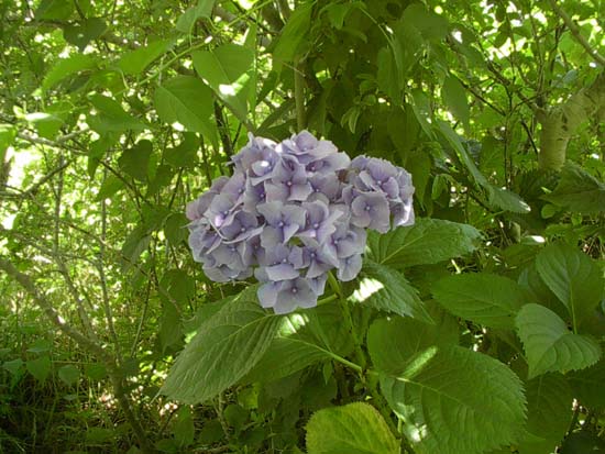 macrophylla
