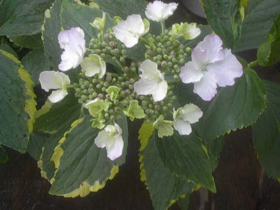 macrophylla
