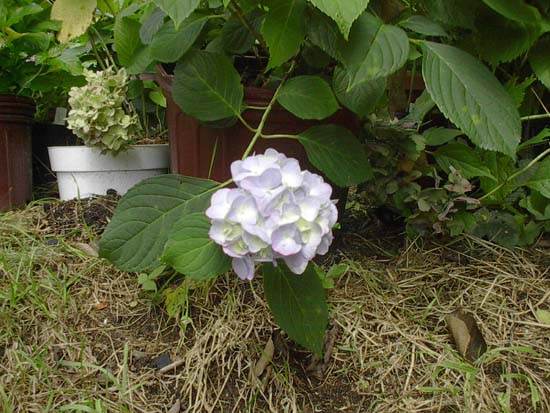 macrophylla