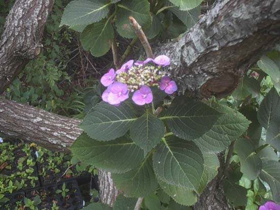 macrophylla