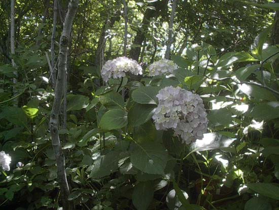 macrophylla