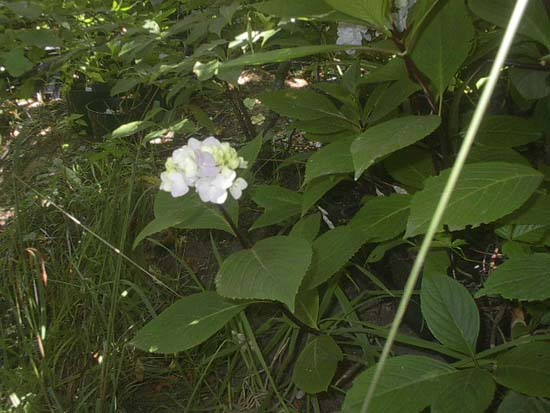macrophylla