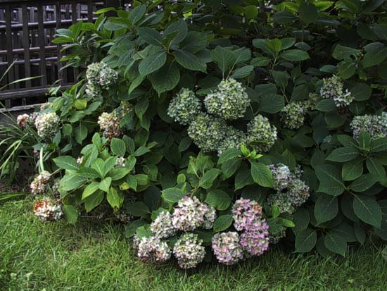 macrophylla