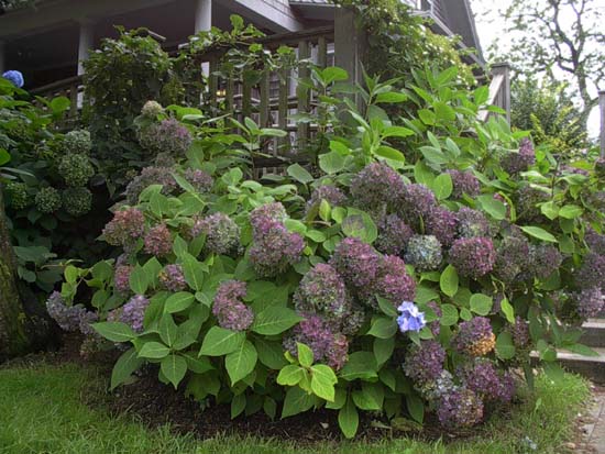 macrophylla