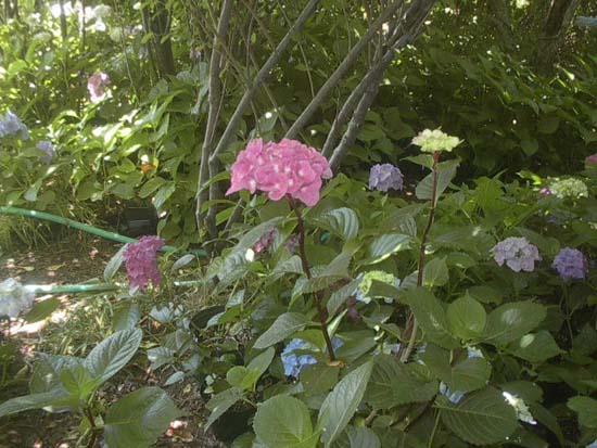 macrophylla