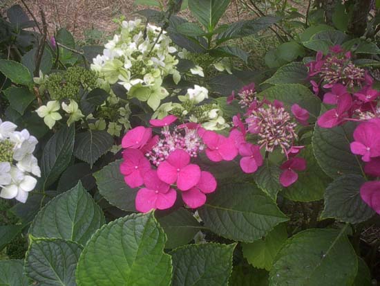 macrophylla