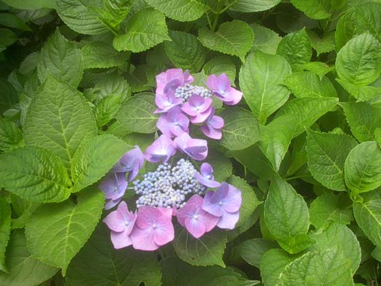 macrophylla