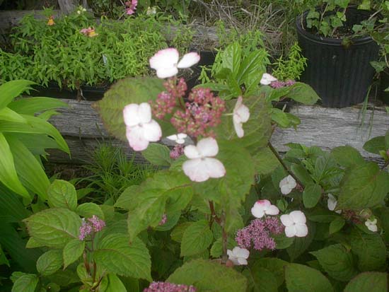 macrophylla