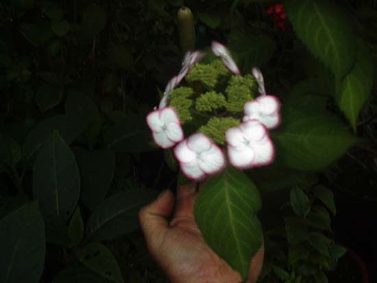 serrata