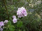 macrophylla