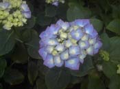 macrophylla
