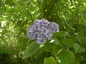 macrophylla
