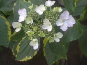 macrophylla