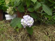 macrophylla