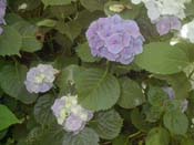 macrophylla