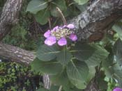 macrophylla