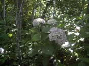 macrophylla