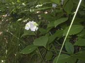macrophylla