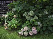 macrophylla