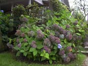 macrophylla