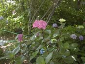 macrophylla